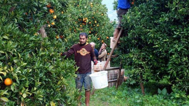 Hazirandaki dolu yağışı Finike portakalını vurdu