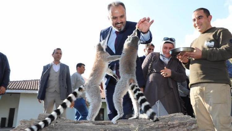 Bursa Hayvanat Bahçesinin 20nci kuruluş yıl dönümünde pastalı kutlama