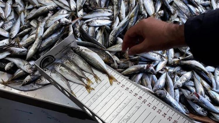 Boy yasağına uyulmadan avlanan 5 ton 842 kilo balığa el kondu