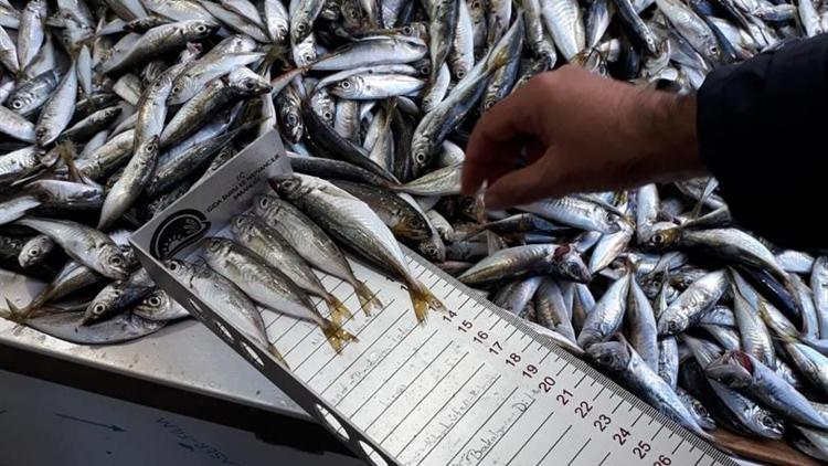 Boy yasağına uyulmadan avlanan 5 ton 842 kilo balığa el kondu