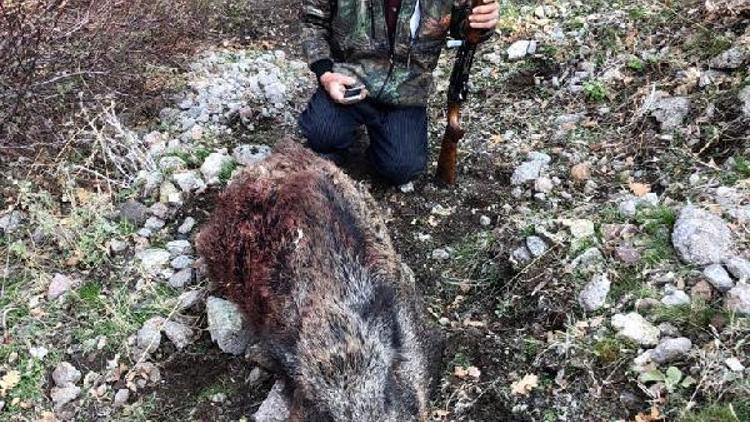 Tarım alanlarına zarar verdiği gerekçesiyle 86 yaban domuzu öldürüldü