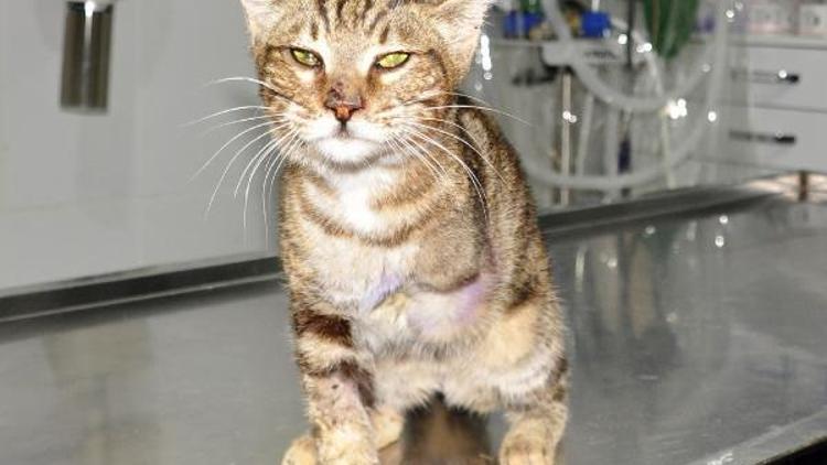 Patisi ampute edilen kedi, yaralı bulan turistle Almanyaya gidecek