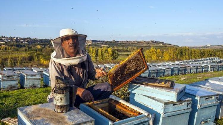 Bingöllü arıcı kışı geçirmek için arılarını Diyarbakıra getirdi