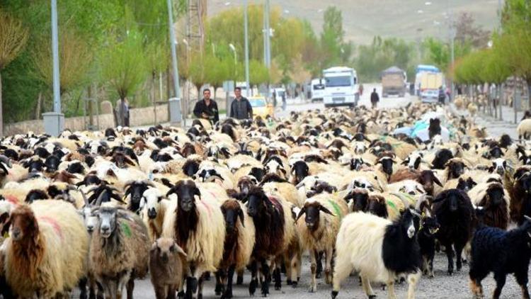 Hayvanların küpeleme ve kayıt işlemleri cezasız yapılacak