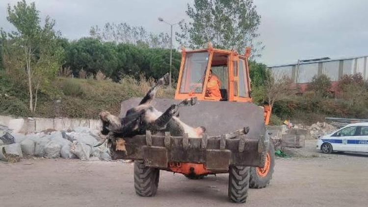 Otomobil çarpan 2 inek telef oldu; ceza korkusuyla sahiplenen çıkmadı