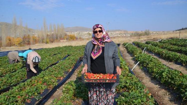 Niğde’de Kasım ayında çilek hasadı