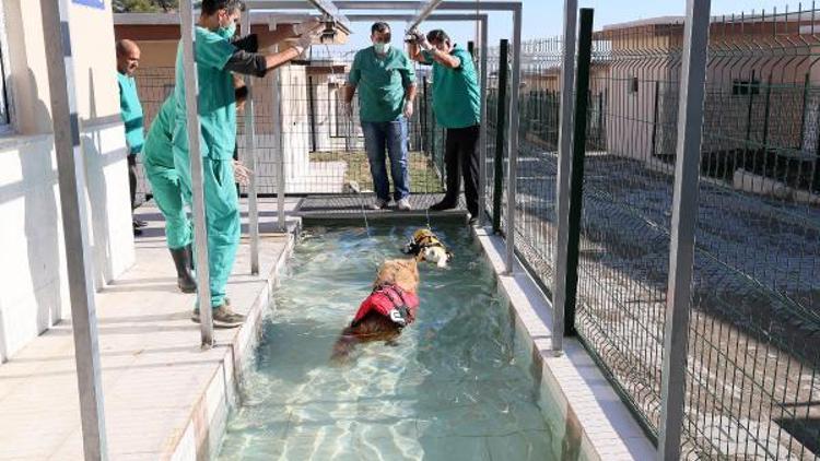 Türkiye’nin köpek fizik tedavi merkezi ve terapi havuzu Mersinde