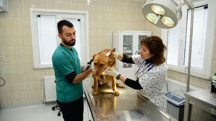 Sahipsiz hayvanlar için rehabilitasyon merkezi açılıyor