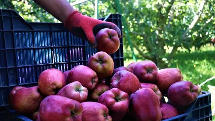 Isparta elması üreticinin yüzünü güldürdü