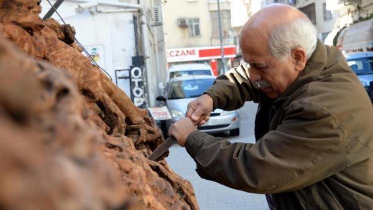 500 yıllık ağaç kökünü sergiliyor