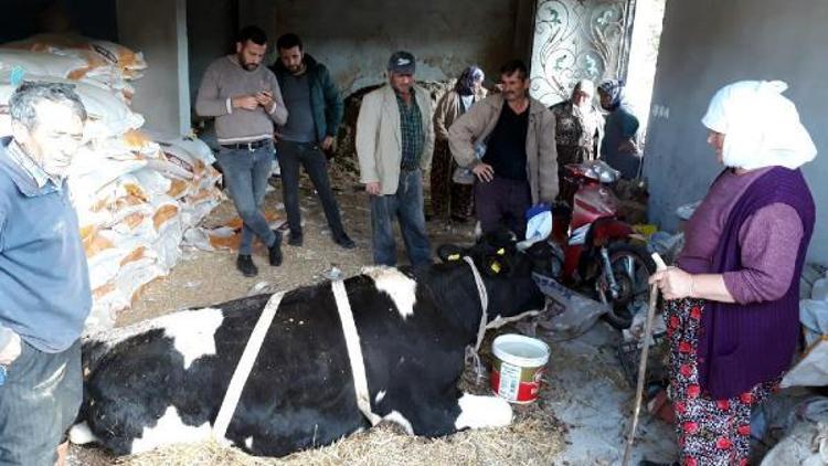 Dereye düşen gebe ineği itfaiye kurtardı