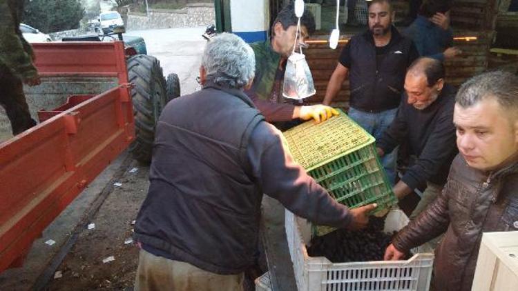 Erdek Zeytin Kooperatifi Başkanı Şenol: Kapıdağ’da zeytinin yüzde 80’i kayıp