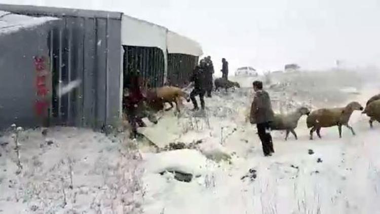 Devrilen TIRın dorsesindeki koyunları çevredekiler kurtardı