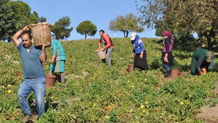 Güz domatesi üreticisinin bu yıl yüzü gülmedi