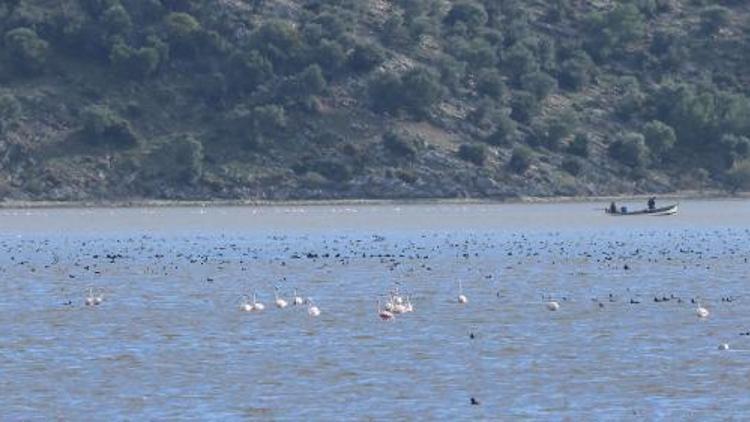 Bafa Gölü yıllar sonra kuş cenneti oldu