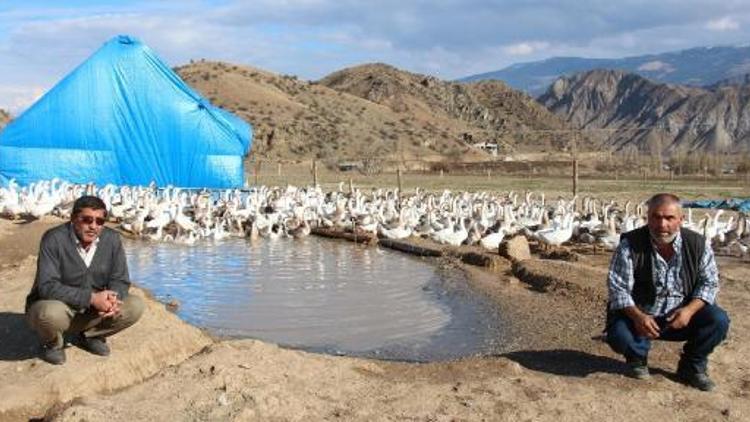 Emekli girişimciler kaz çiftliği kurdu