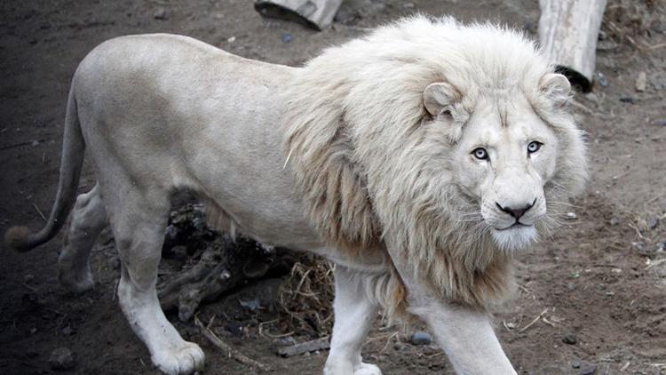 Beyaz aslanın açık artırmayla satılacağı iddiası Güney Afrikayı karıştırdı