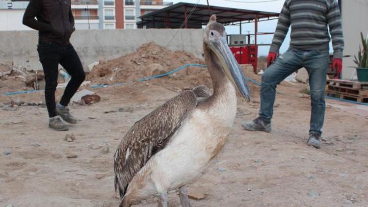 Bitkin ve yaralı pelikan, tedavisinin ardından doğaya bırakıldı
