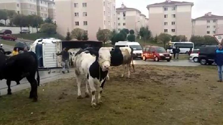 Edirnede kamyonet midibüsle çarpıştı, kasadaki inekler yola savruldu