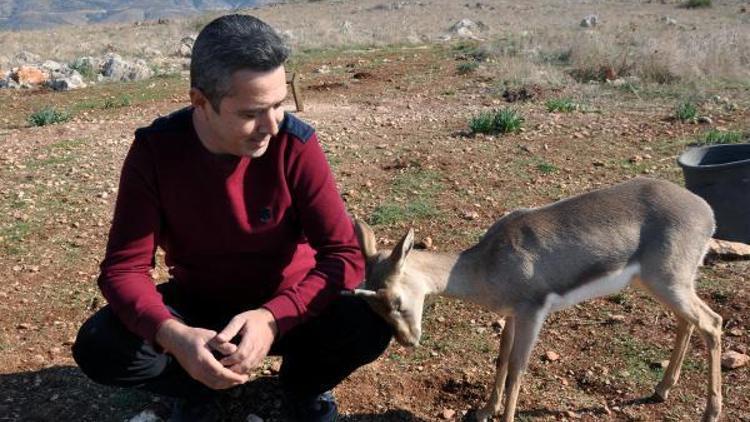 Suriye sınırındaki gazella gazellalar artıyor