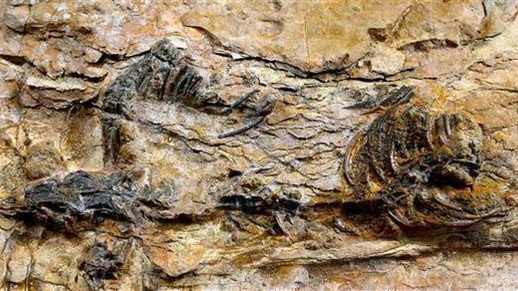 Güney Korede dünyanın en küçük dinozor ayak izleri bulundu