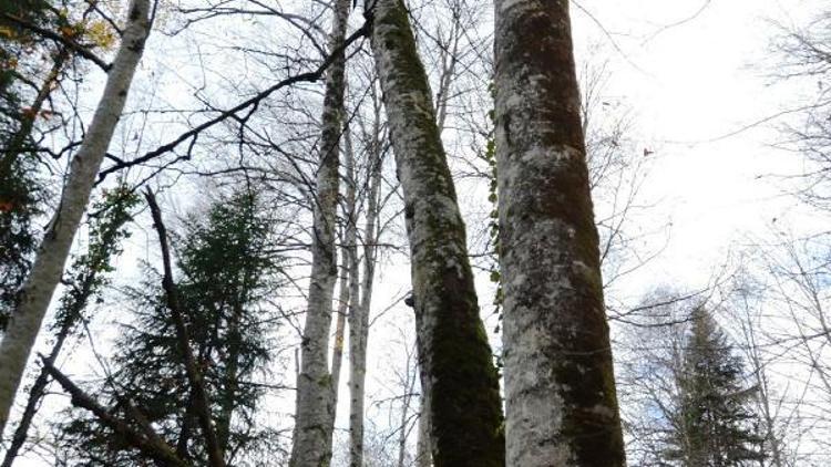 Küre Dağları Milli Parkındaki yaşlı ağaçlar fotoğraf envanterine alındı