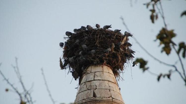 Minaredeki leylek yuvası, kuşların yuvası oldu