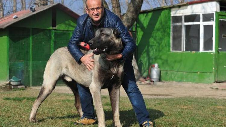 Otomobil fiyatına Kangal köpeği