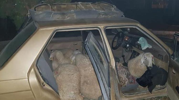 Çaldığı 7 koyunu, otomobilinde taşırken yakalandı