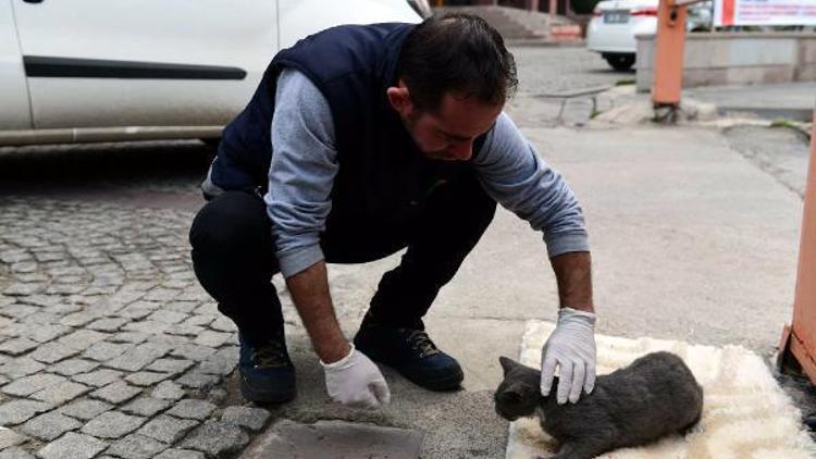 Mamak’ta yaralı kedi kurtarıldı