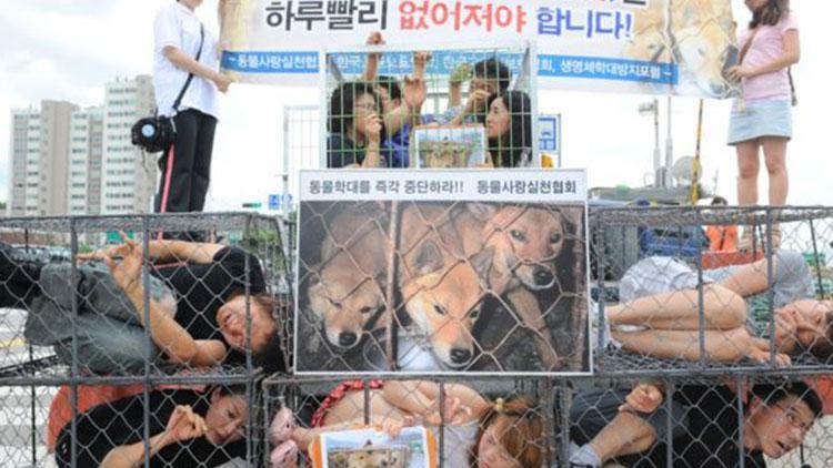 Güney Koredeki en büyük köpek mezbahası kapatıldı