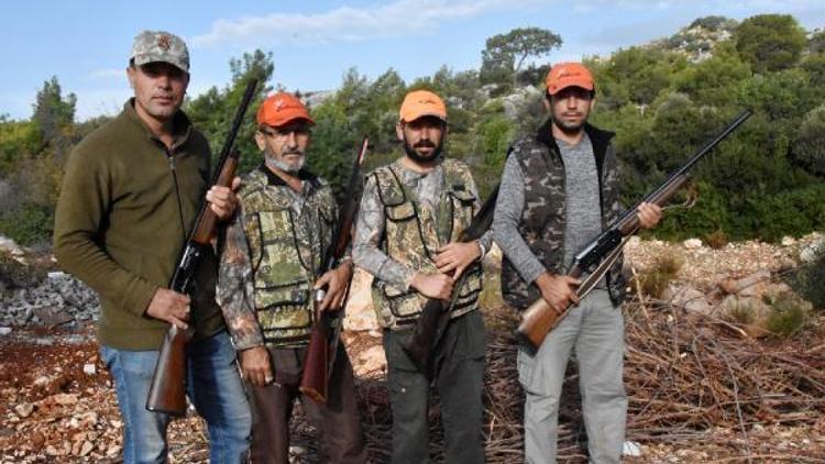 Domuz sürüleri seralara zarar verdi, sürek avı başlatıldı