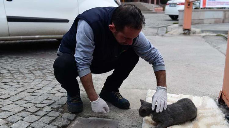 Yaralı kedi kurtarıldı