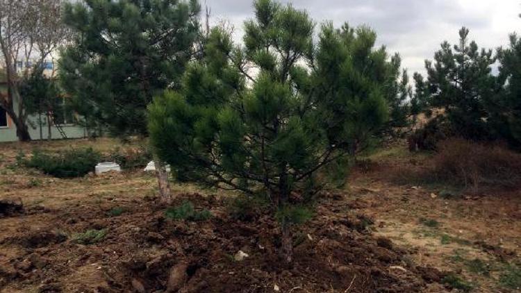 Trakya Üniversitesi: Ağaçların kesildiği iddiaları gerçek dışı
