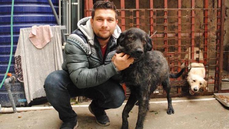 Kazada yaralanan köpeği Duman için hukuk mücadelesi başlattı