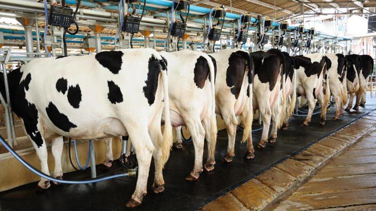 En fazla TKDK hibesi süt üretimi projelerine