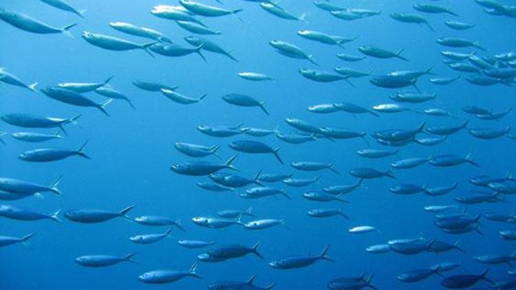 Akdenize 155 bin balık bırakıldı