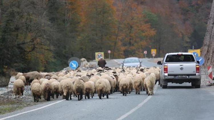 Koyun sürüsü ile karayoluna çıktı, sürücüler şaştı
