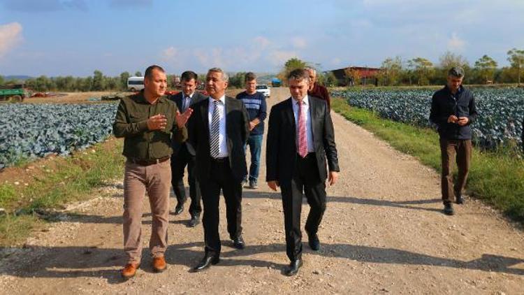 Kadirlide yetişen kışlık sebzeler, 32 şehre pazarlanıyor