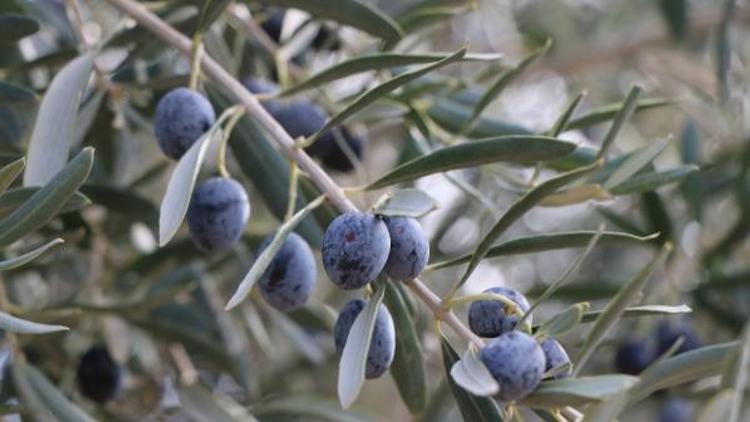 Adıyamanda son 15 yılın en yüksek zeytin rekoltesi bekleniyor