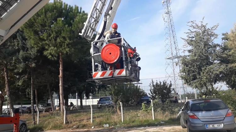 Ağaçta mahsur kalan kediyi itfaiye kurtardı