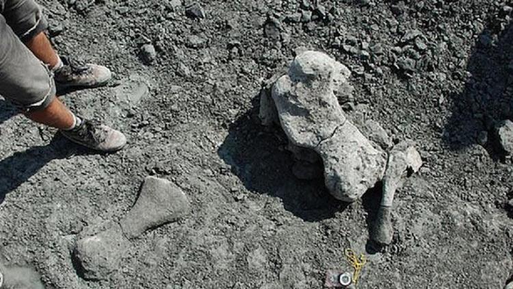 Polonyada 200 milyon yıllık 10 ton ağırlığında fosil bulundu