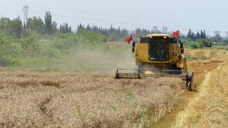 İncefikir: Buğday ekim alanları hızla azalıyor