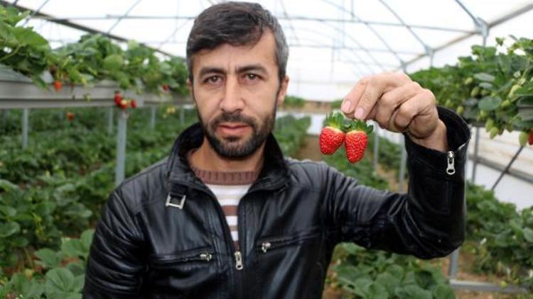 Kaynak işçisi, çilek serası kurup, 3 ayda 3 ton hasat yaptı