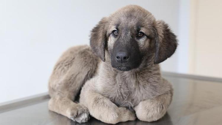 Yavru köpeğin bağırsağından vida ve tel çıktı