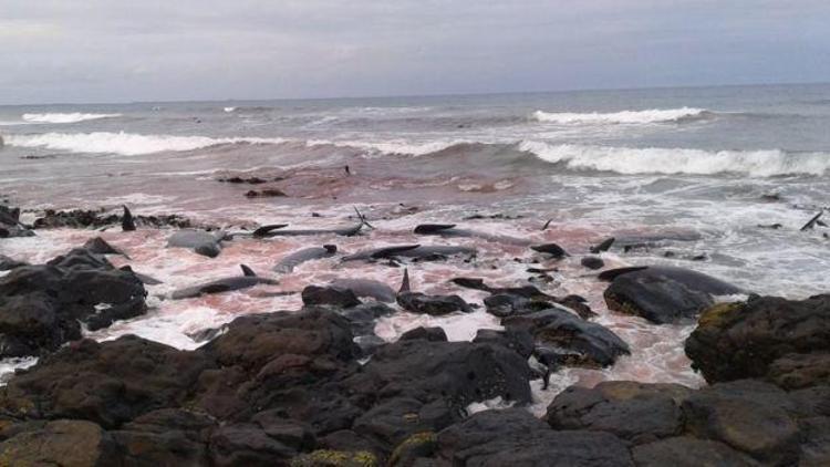 Yeni Zelandada 1 hafta içinde 200 balina kıyıya vurdu
