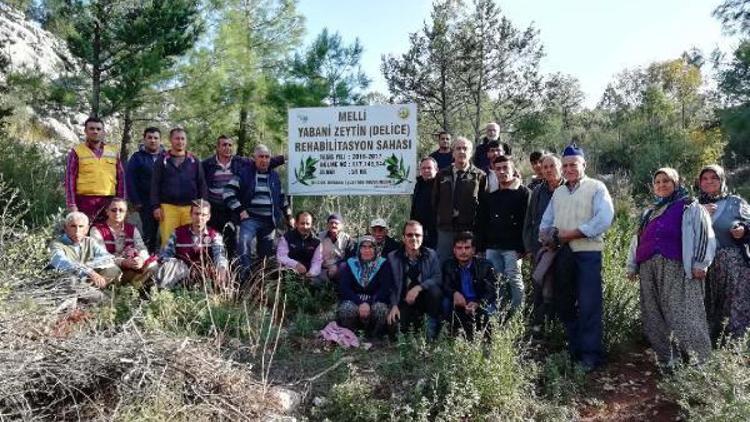 Aşılı zeytin sahaları köylülere dağıtıldı