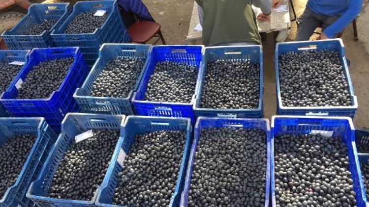 Marmarabirlik’ten, Orhangazili zeytincilere  10 milyon TL ödeme