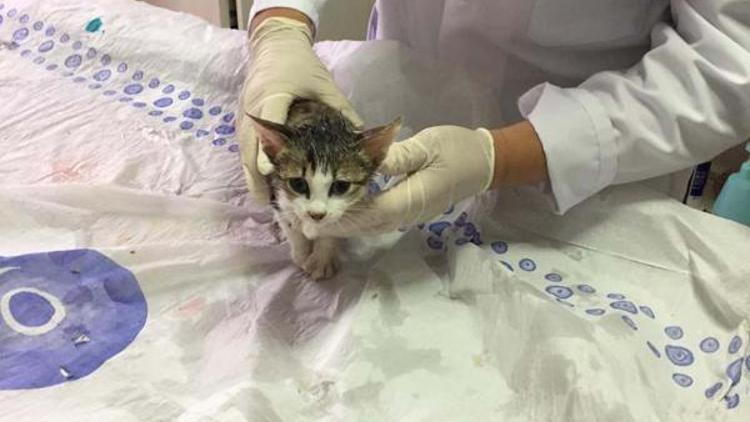 Kahramankazanda zehirlenen kedi tedaviye alındı