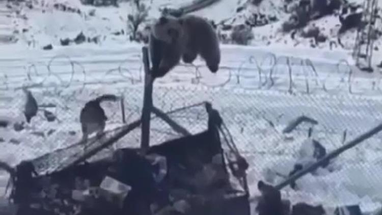 Kato Dağında aç kalan ayı, askeri üs bölgesine girdi